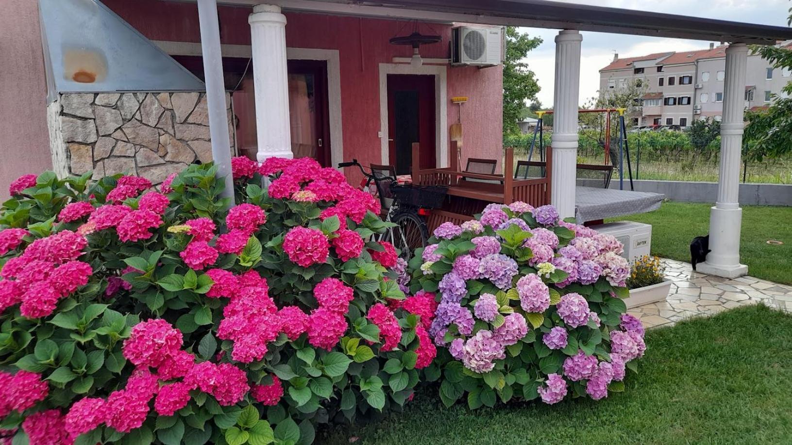 Apartments Dragica Poreč Buitenkant foto